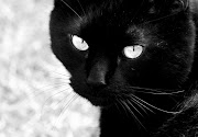 My Top Collection Black cats pictures 2 black cats pictures 