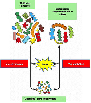 Metabolismo procesos catabolicos y anabolicos