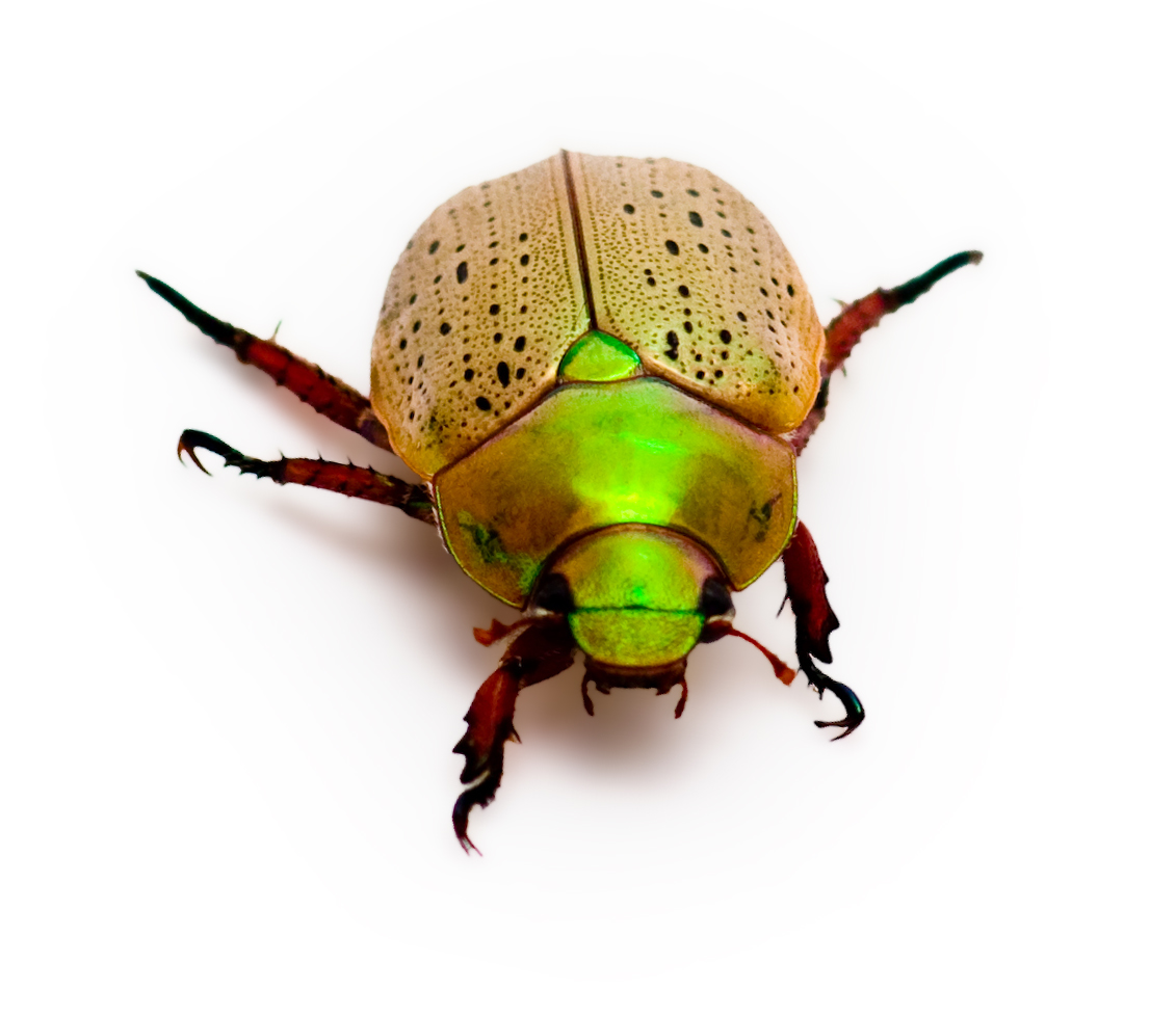 australia bugs australia bugs