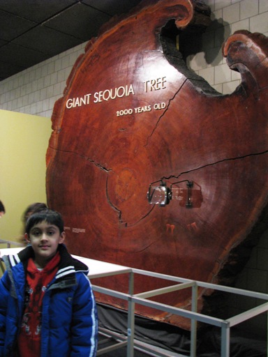 [tree-rings.JPG]