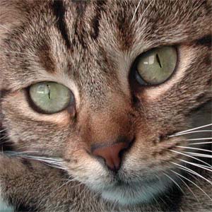 The Warrior Cats Lightningclan