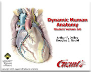 Dynamic Human anatomy