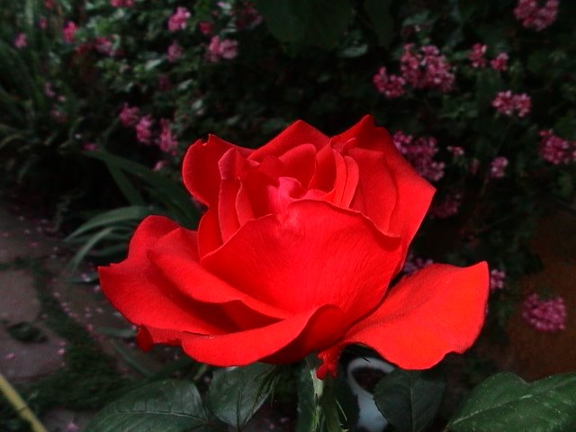 [RED+CITUSSES+1.JPG]