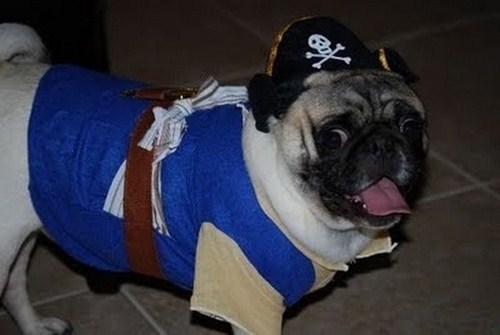 funny pics of pugs. Most Funny Pugs Pirates