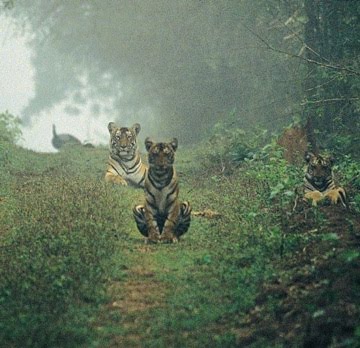 [tigers.jpg]