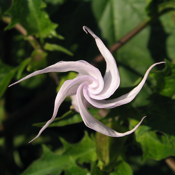 deadly poisonous plants