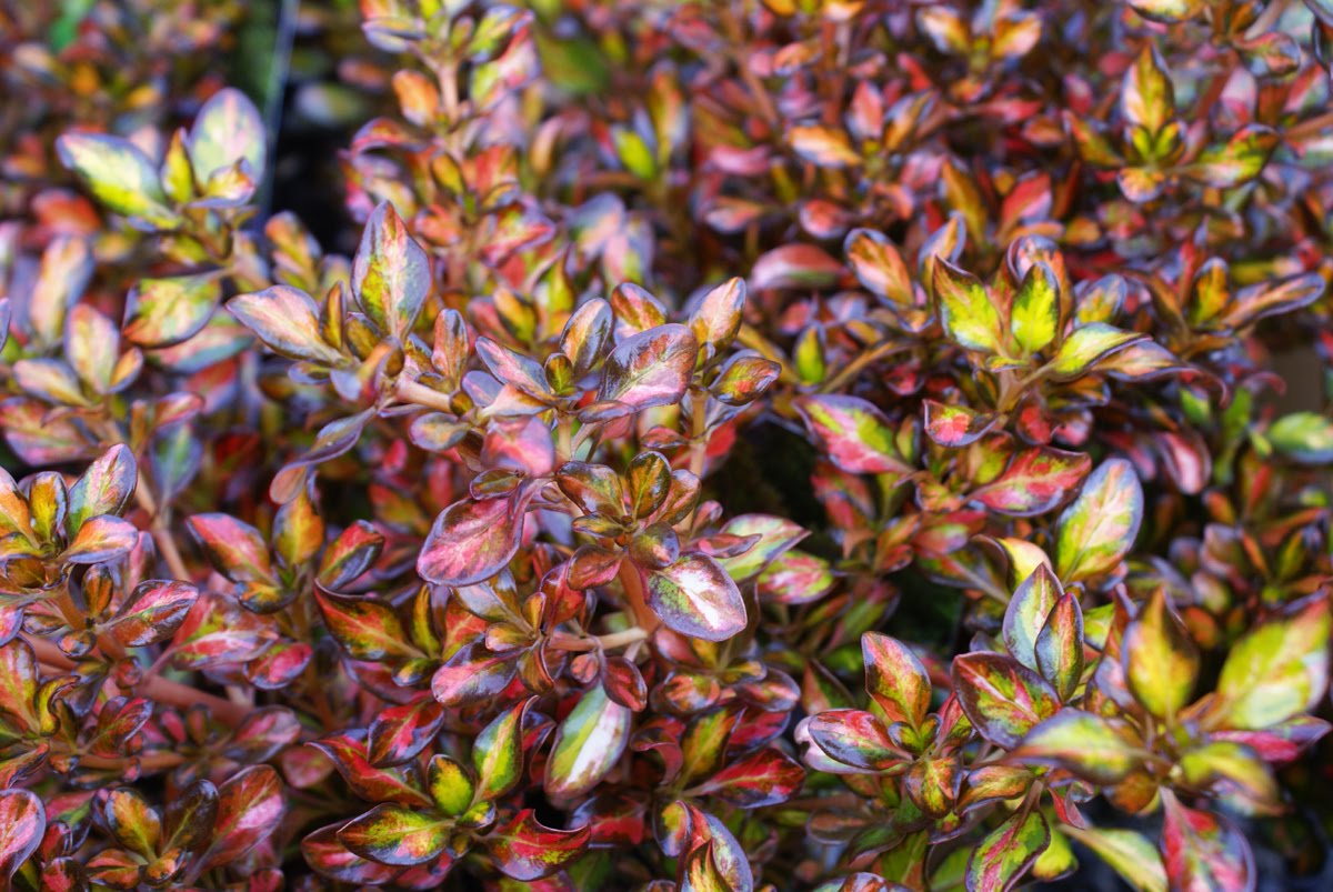 55 Best Lee Ahn Plant Ideas Images Plants Garden Landscaping
