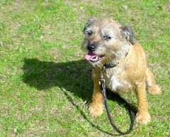 Border Terrier