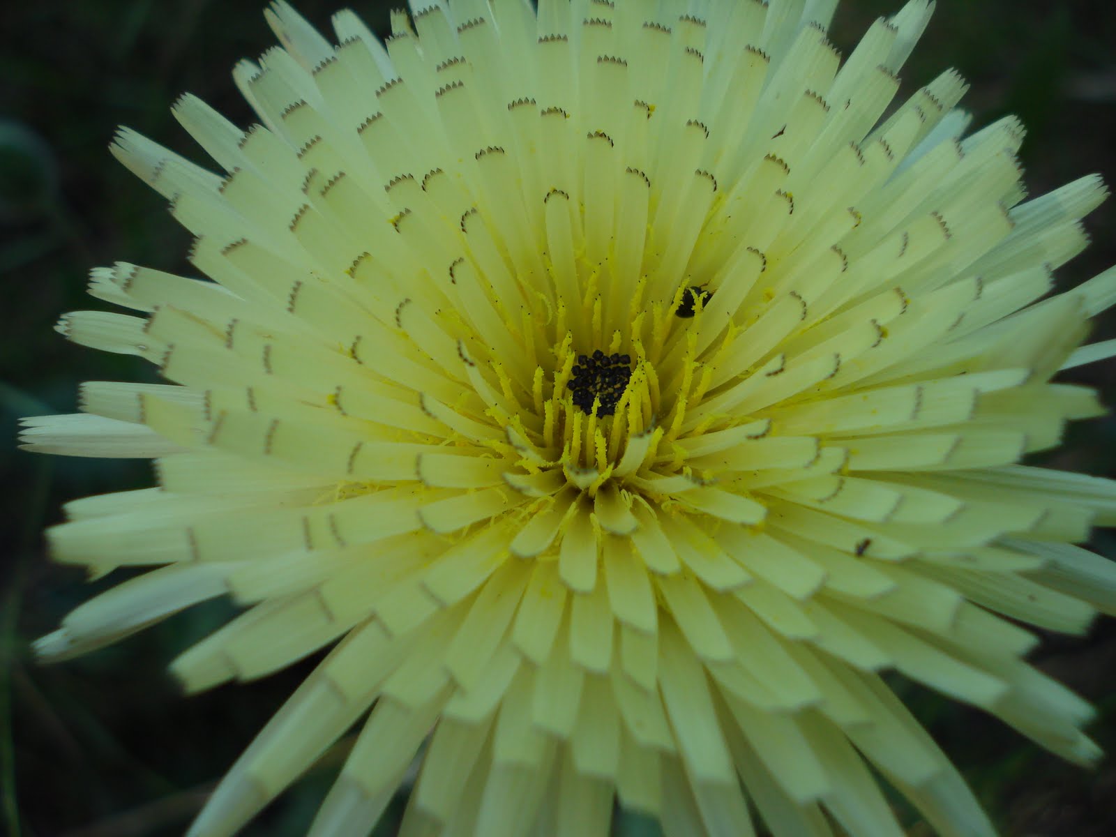 [ReusMaio09+061.jpg]