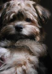 Oliver