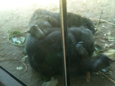 gorilla cuddle