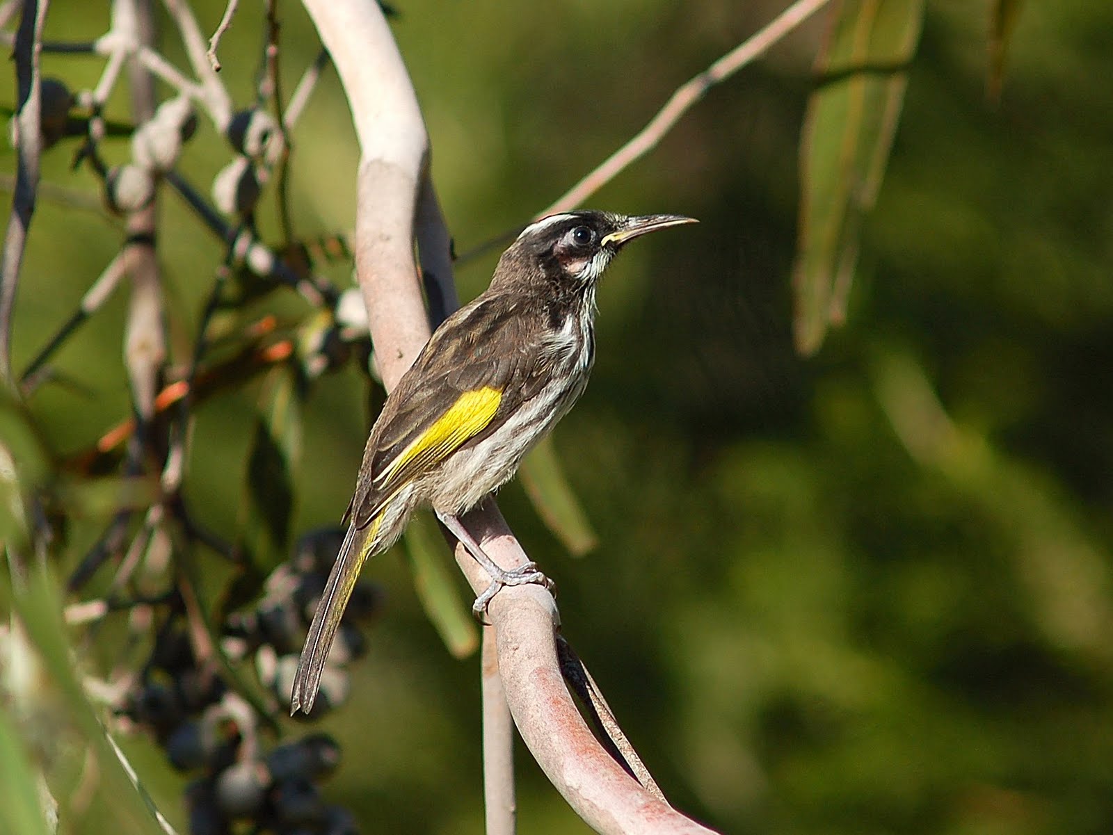 WA Zoologist New Holland Honeyeater
