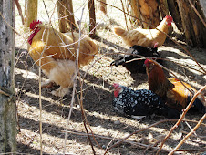 Zilla with his hens