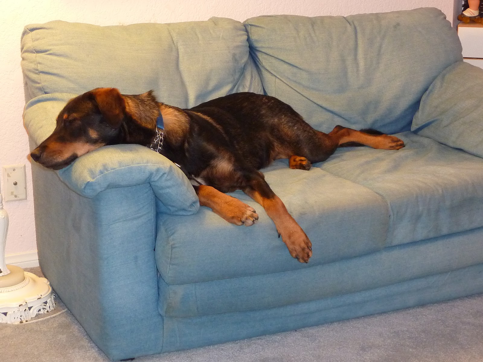 half rottweiler half doberman half doberman half german shepherd breeds picture half rottweiler half doberman half doberman half german shepherd breeds picture