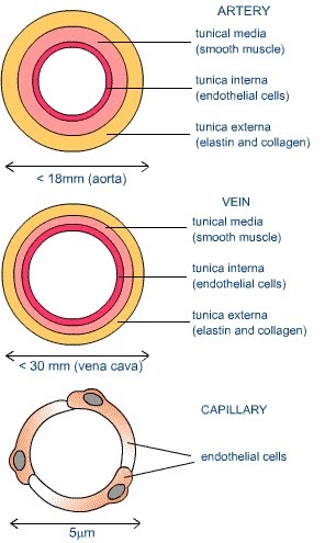 Human Respiratory and Cardiac Systems: Describe the structure of the