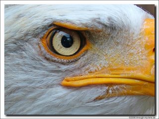 [eagle+eye.jpg]
