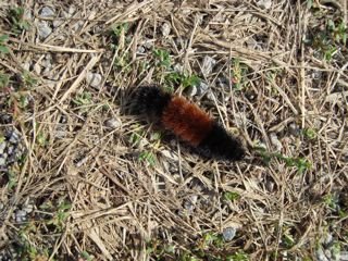 [caterpillar]