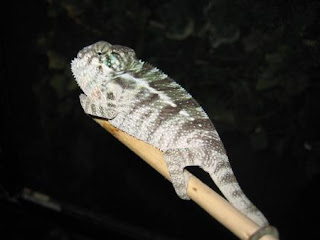 BEST REPTILE BREEDERS