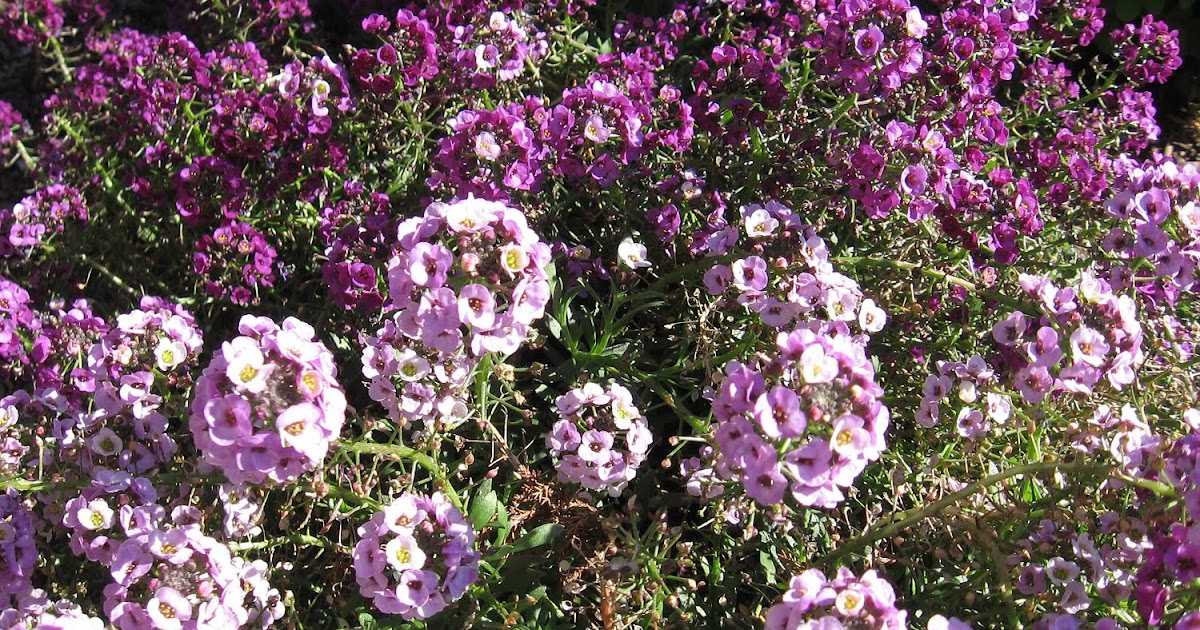alyssum perfume