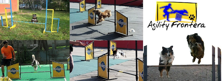 Agility Frontera Temuco