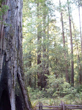 Humboldt
