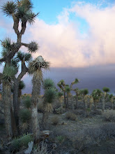 Palmdale