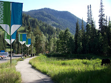 Snowbird