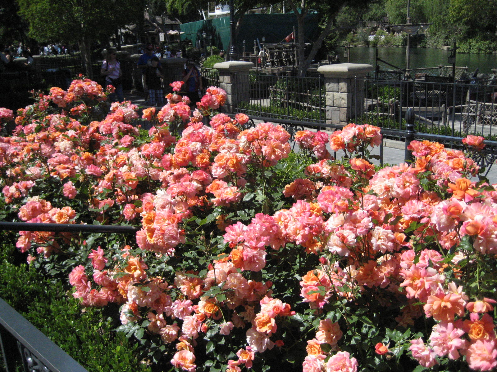 [Disneyland+Roses+May+07.jpg]