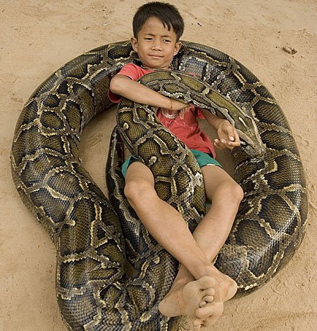 [burmese_python.JPG]