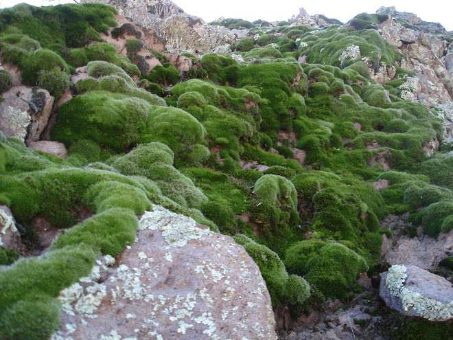 Mossage, January 2009