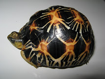 Radiata Tortoise 9,5cm