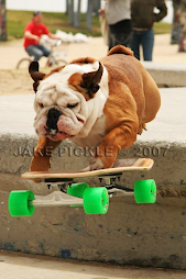 Patineto perro!!!