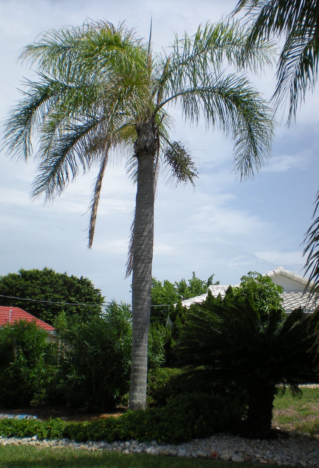Tropical palm trees Queen Palm