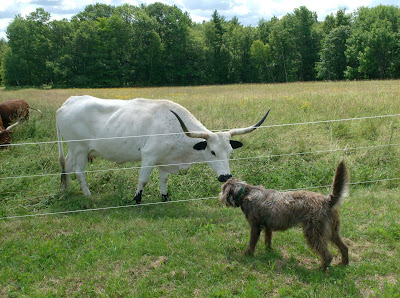 Cow Vs