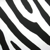 Steppenzebra