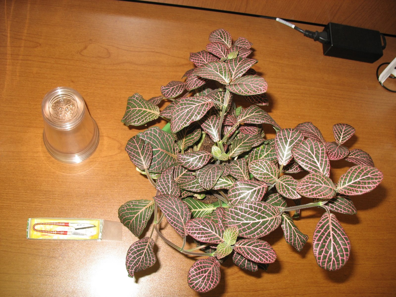 [propagating+fittonia+tools.JPG]