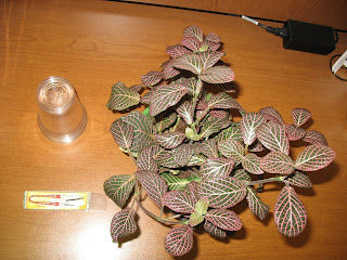 Propagating Fittonia