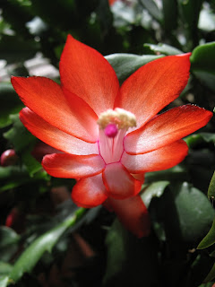 Schlumbergera truncata / Thanksgiving Cactus Flower