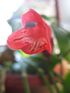 Aeschynanthus radicans / Lipstick Plant Flower
