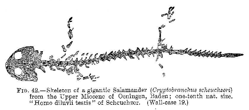 [salamander.JPG]