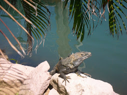 Unfriendly Iguana