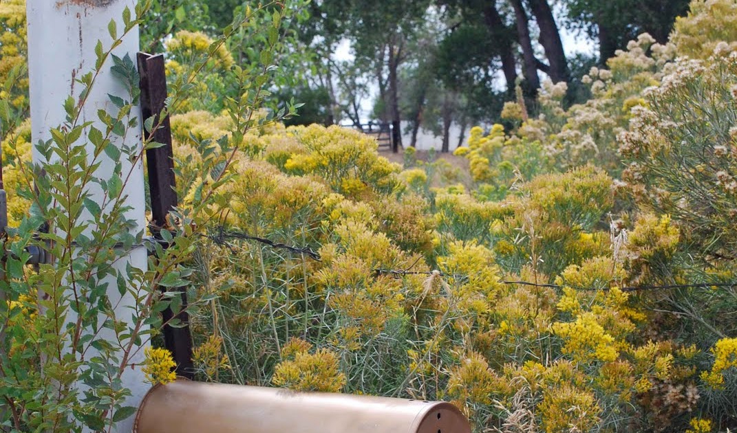 the art garden Ahhhhh....Chamisa!