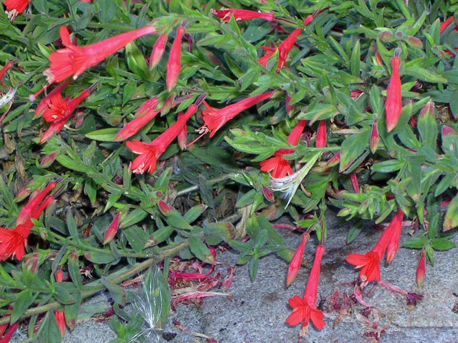 Orange Carpet Hummingbird Trumpet Plant Carpet Vidalondon