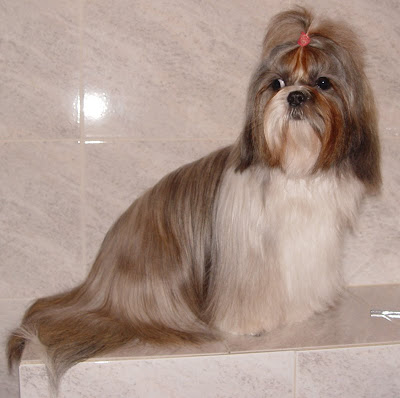 My Shih-tzu!