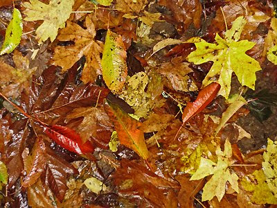 bird cherry, and is also smaller and lighter than the bitter cherries here in the valley. Maple and Bird Cherry Leaves on the Forest Floor