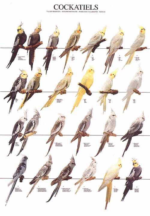 Colors Of Cockatiels