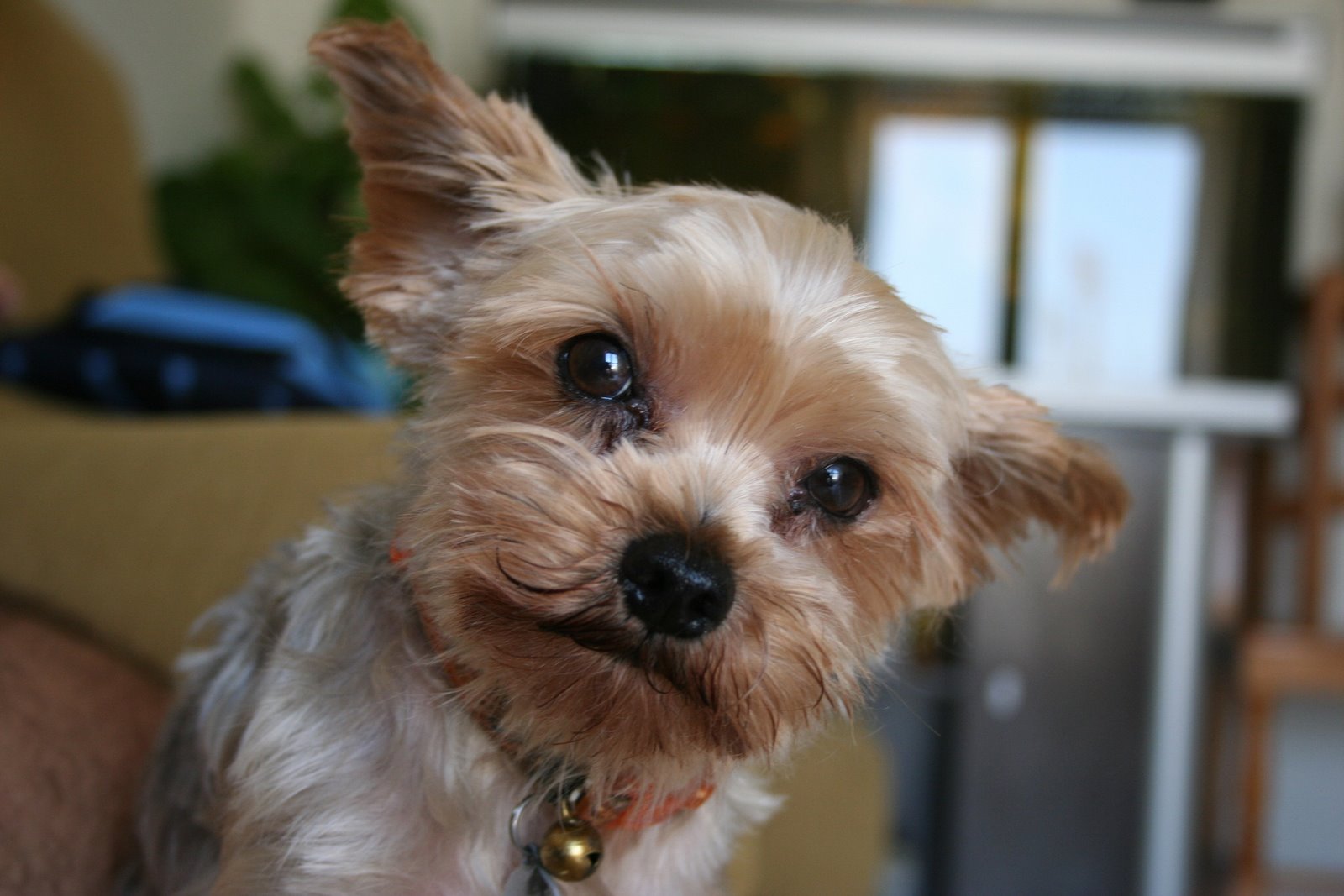 [Canitos_042_resize.jpg]