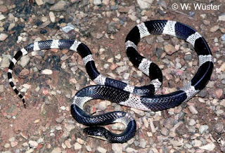 gambar binatang - foto ular berbisa