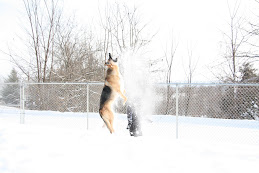 Snow dog