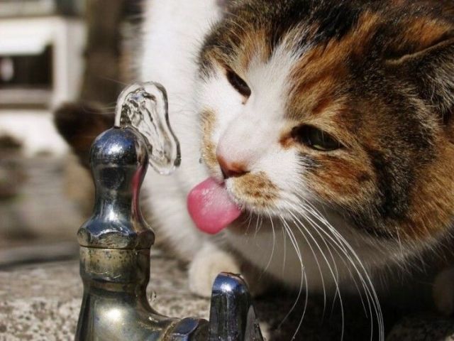La importancia del agua para importancia del agua. La importancia del agua para